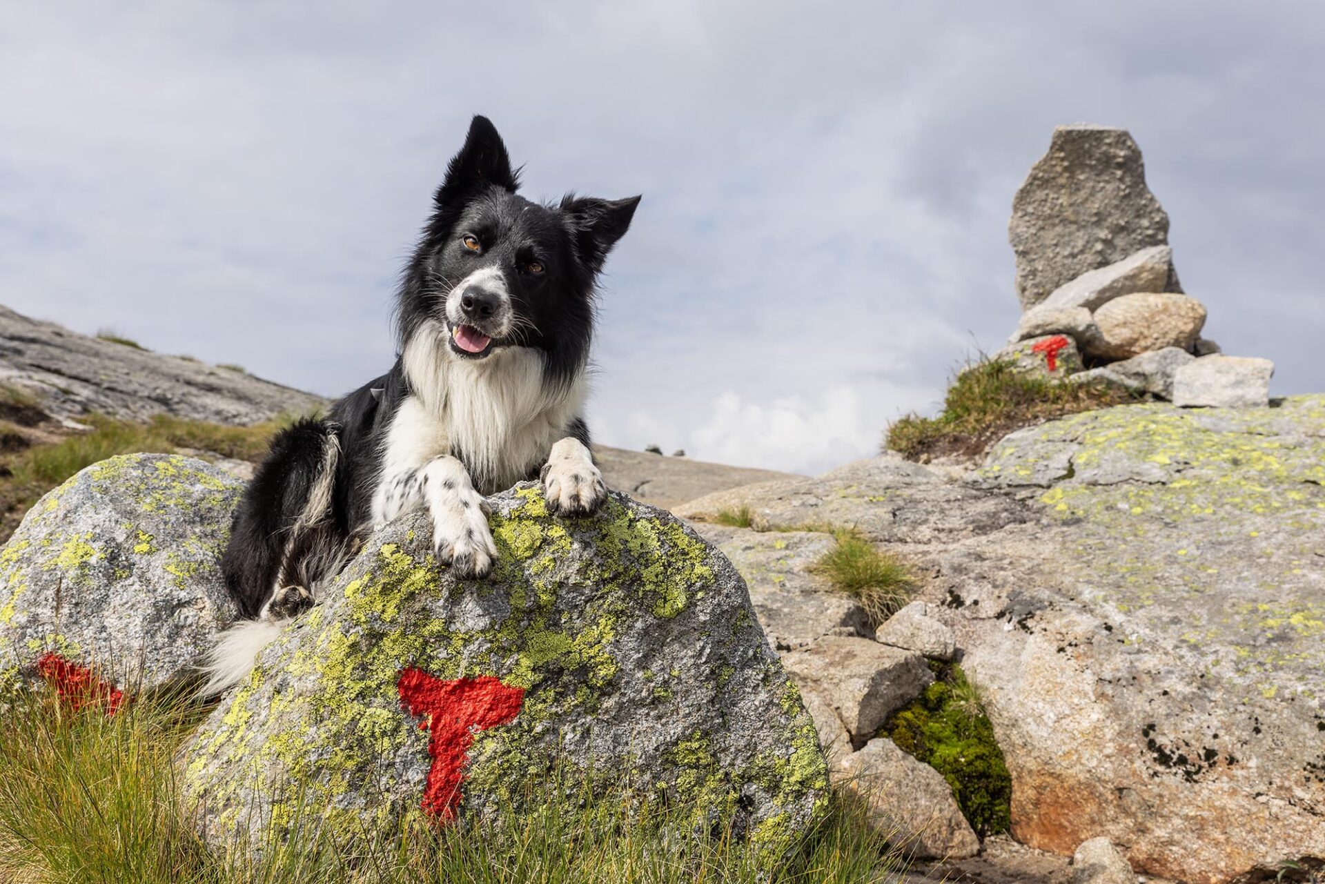 Guidepup: Balder