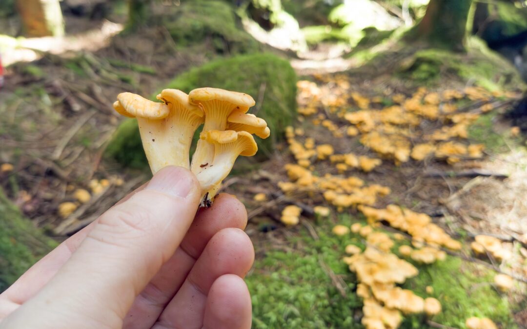 Shortcut To Mushrooms