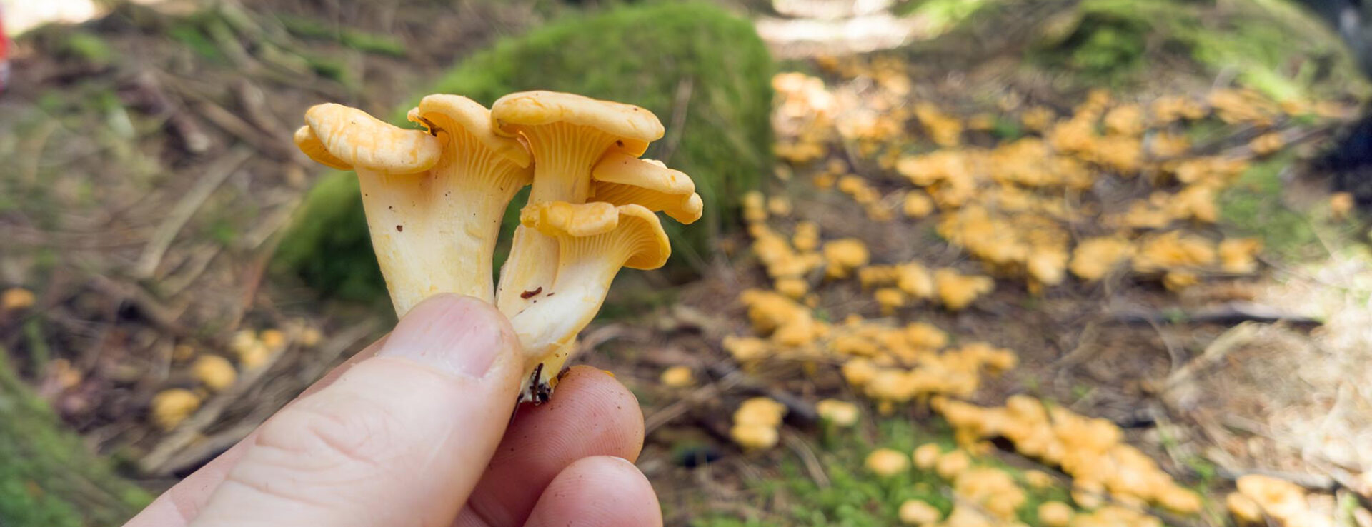 Explore Lysefjorden_2025_07_17_Forest Mushroom Hunt.6_2