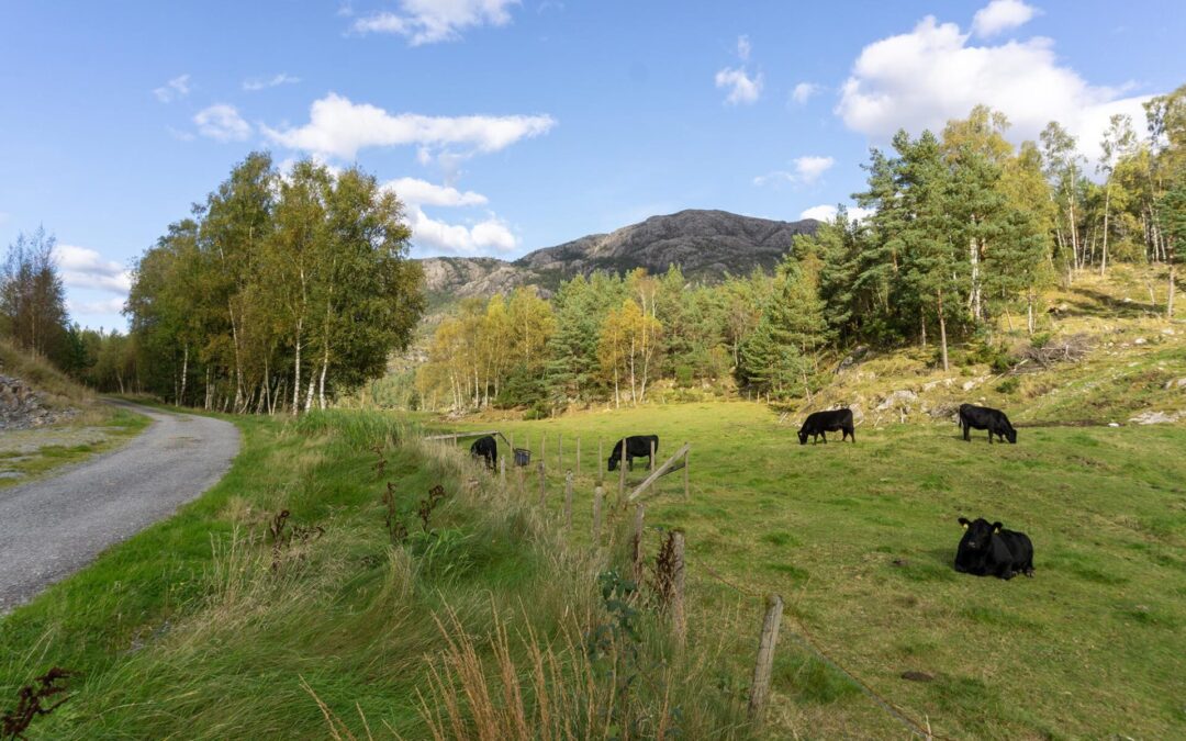 Explore Lysefjorden_2024_10_01_Private Mushroom Hunt.3