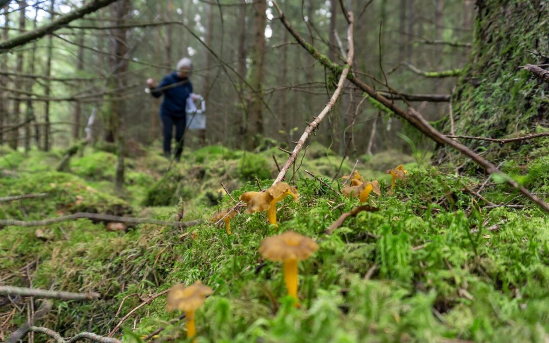 Explore Lysefjorden_2024_10_01_Private Mushroom Hunt.6
