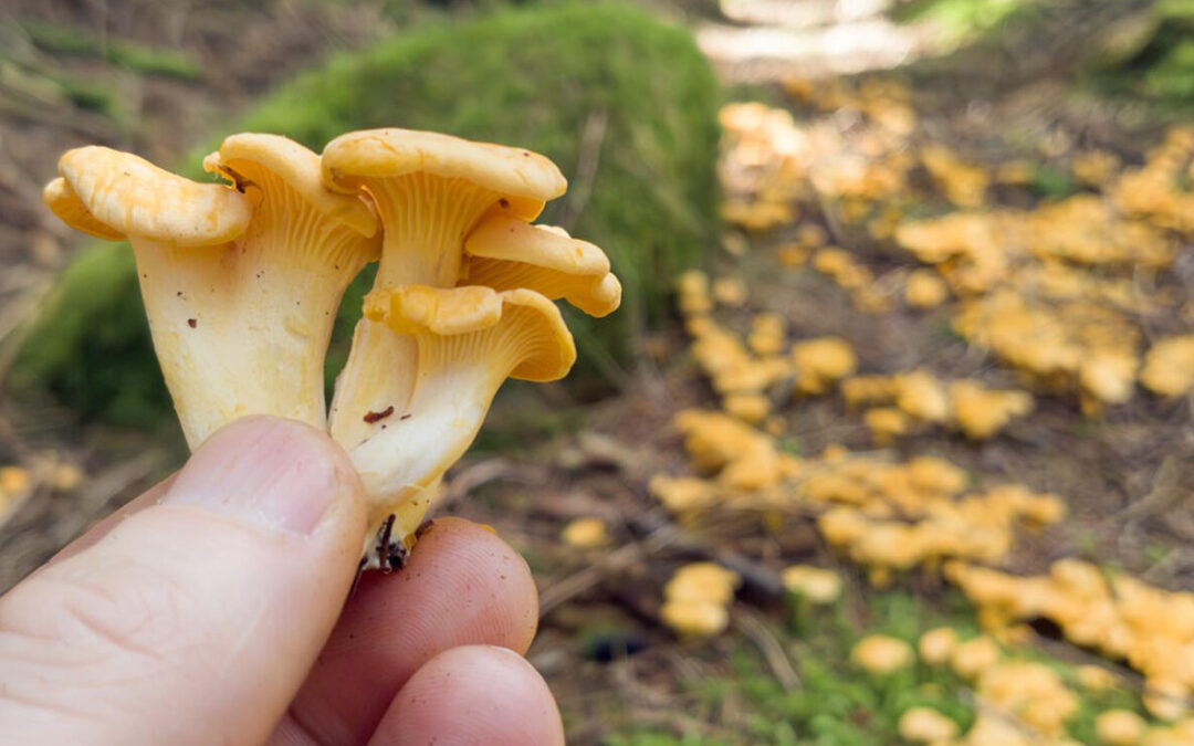 Explore Lysefjorden_2025_07_17_Forest Mushroom Hunt.6_2