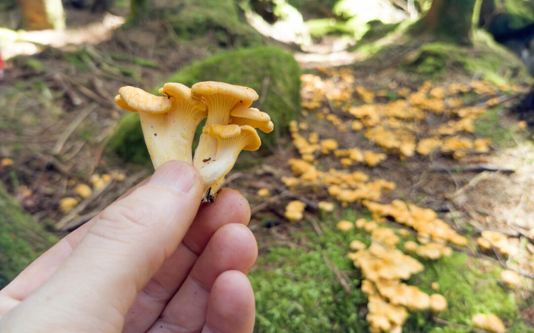 Explore Lysefjorden_2025_07_17_Forest Mushroom Hunt.6_alt