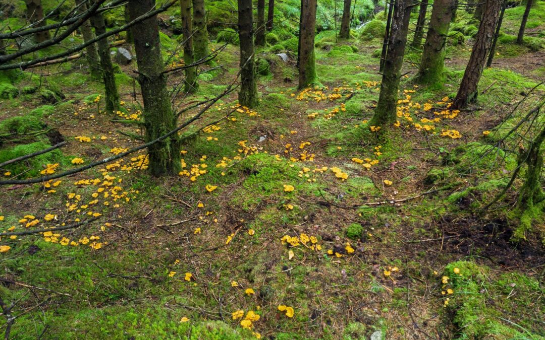 Explore_Lysefjorden_2025_07_22_shortcut to mushrooms